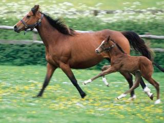 обои Лошадь и жеребёнок бегут по цветочному полю фото