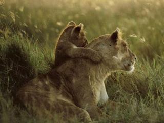 обои Маленький львёнок обнимает маму львицу фото