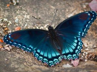 обои Тёмно-синяя бабочка фото