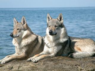 обои Пара волков на камне у моря фото
