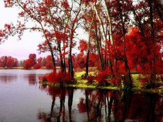 обои Красная осень на пруду фото