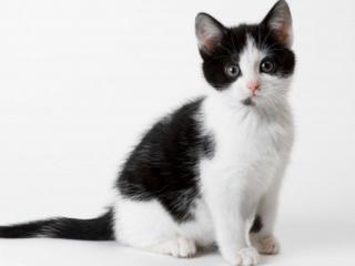 обои Чёрно-белый котёнок фото