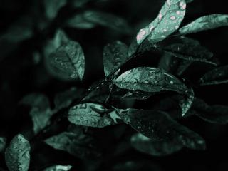 обои Зеленые мокрые листья фото