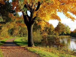 обои для рабочего стола: Дорожка возле пруда и деревья с желтеющей листвой
