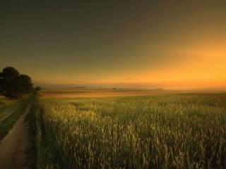 обои Дорога через зелёное пшеничное поле фото
