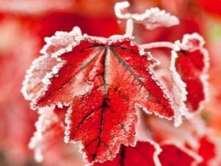 обои Замёрзшие красные листья фото