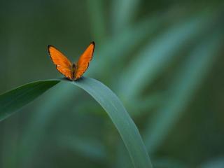 обои Маленькая оранжевая бабочка фото
