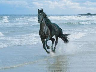 обои Море и конь вороной фото