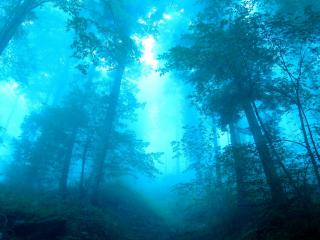 обои Синяя мгла в лесу фото