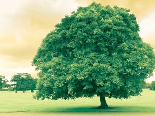 обои Красивое летнее дерево, с зеленой листвой фото