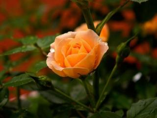 обои Светло-оранжевая роза с двумя бутонами фото