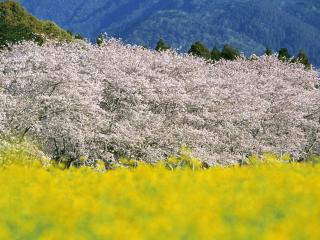обои Цветущие весенние деревья, на желтом поле фото