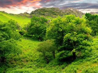 обои Ярко-зеленые деревья на склонах фото