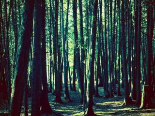 обои Лес со стройными деревьями фото