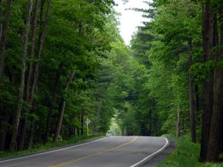 обои Главная дорога с разметкой через зеленый лес фото