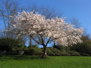 обои Цветущее весеннее дерево, с роскошной кроной фото
