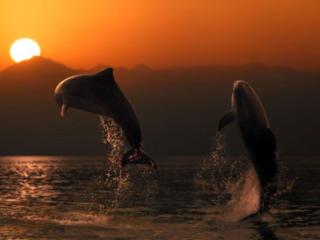 обои Дельфины и закат фото