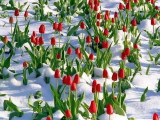 обои Крымские тюльпаны в снегу фото