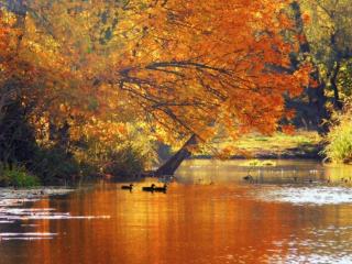 обои Осенний пруд и уточки фото
