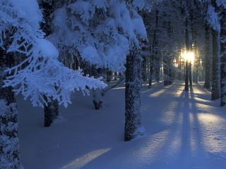 обои Вечер в cнежном лесу фото