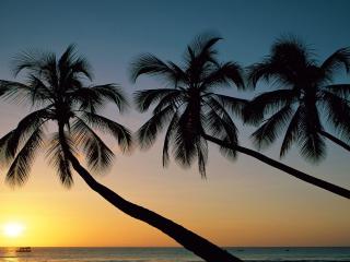 обои Три пальмы склонившиеся над морем фото