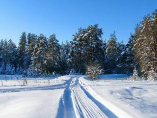 обои Лесные зимние дороги фото