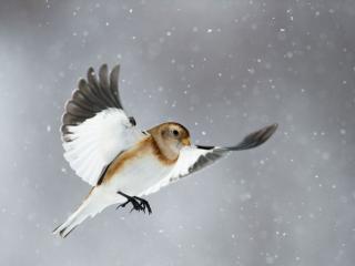 обои Птичка и снег фото