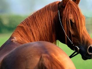 обои Красивая коричневая лошадь фото