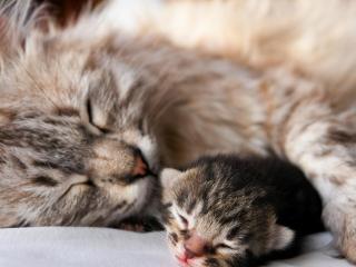 обои Малыш котенок с мамой фото