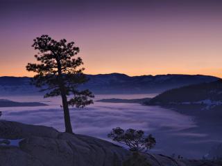 обои Сосна на скале,   туман в долине фото