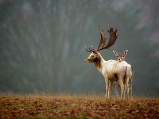 обои Красивый олень с дитенышем у леса фото