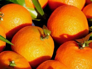 обои Апельсинов урожай фото