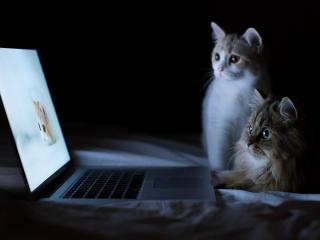 обои Коты обмениваются фотками по интернету фото
