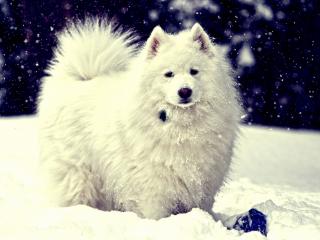 обои Собака белая в снегу фото