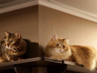 обои Две кошки на полочке фото