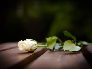 обои Бутон белой розы на досках фото