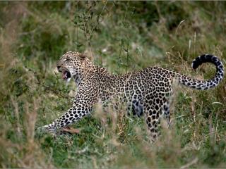 обои Леопард точит когти фото