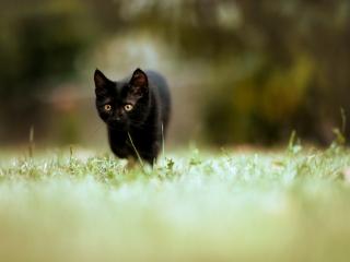 обои Черный котенок на траве фото
