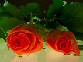обои Две алых розы фото