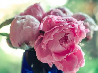 обои для рабочего стола: Бутоны пионов розовых