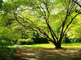 обои Роскошное дерево у парковой аллеи фото