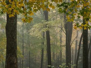 обои Пейзаж леса ранней осенью фото