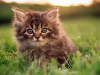 обои Пушистый маленький котенок среди травы фото