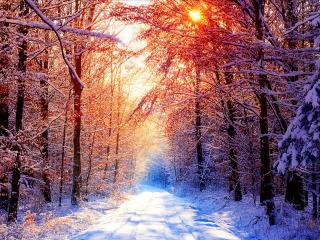 обои Дорога в лесу солнечным зимним днем фото