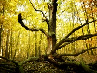обои Сломанное сухое дерево в осеннем лесу фото