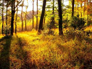 обои Осеннее солнышко на опушке леса фото