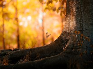 обои Осенняя бабочка у ствола дерева фото