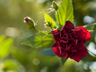 обои Цветет китайская роза фото