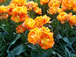 обои Цветы тюльпанов оранжевыe фото