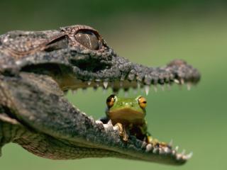 обои Лягушка в пасти крокодила фото